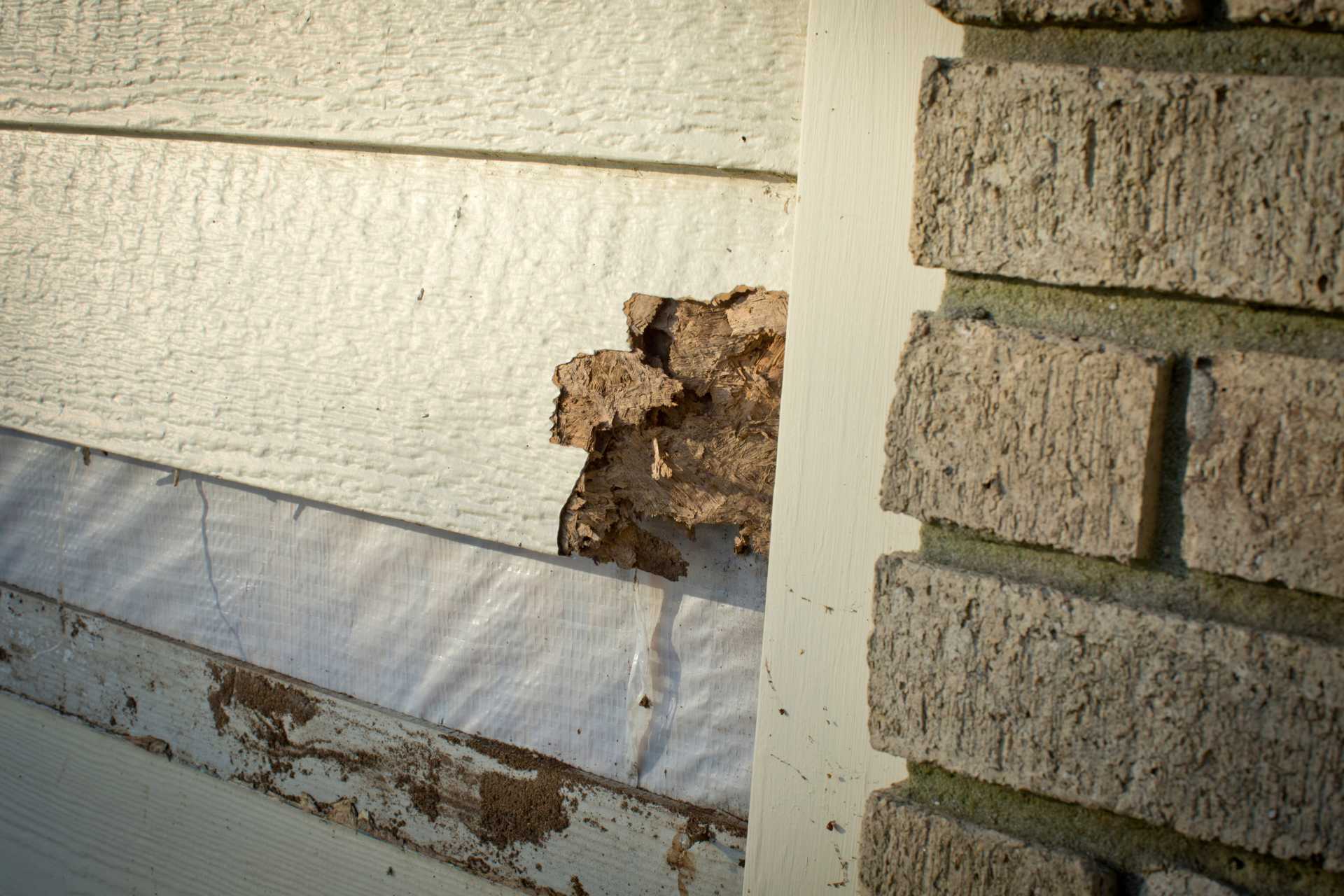 The Hidden Dangers of Damaged Siding From Moisture Intrusion to Foundation Cracks - Custom Aluminum