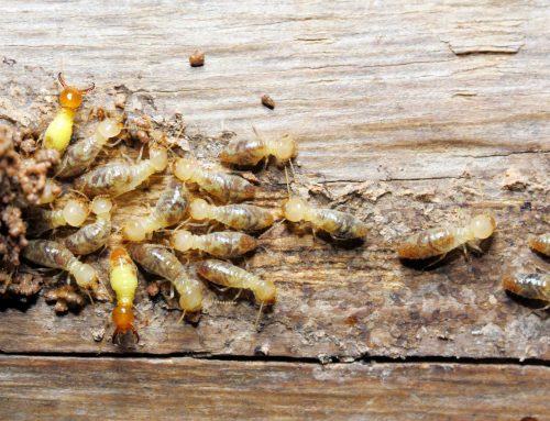The Pest Fortress: Causes, Effects, and Structural Cures for Siding Infestations