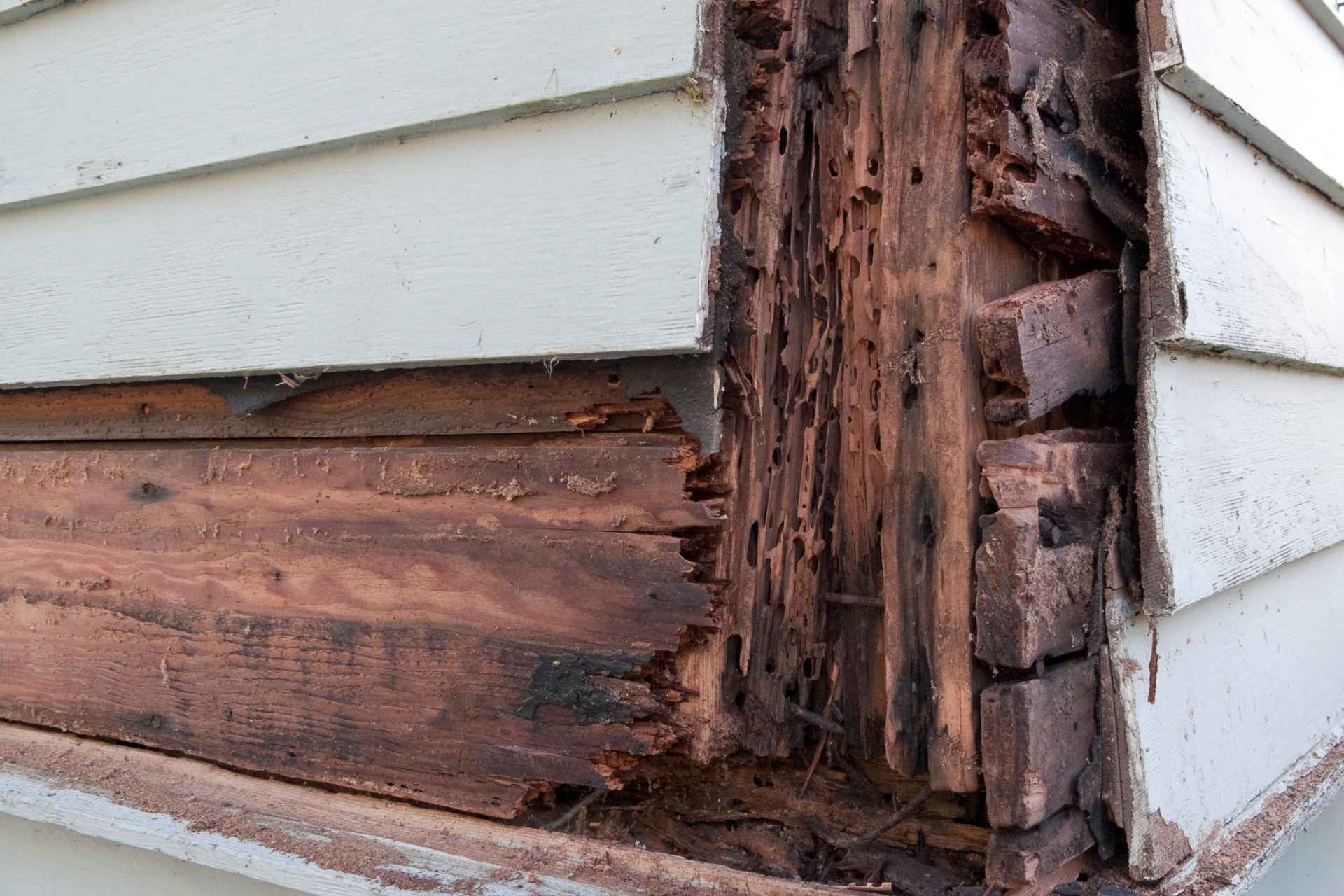 Close up of decay in siding edge showing rotted wood fibers along the bottom wall seam.